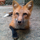 Zorro rojo domesticado. Wikimedia Commons